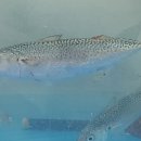 무릉도원수산 이미지