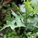 두성농장 이미지