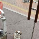 윤스강아지 이미지