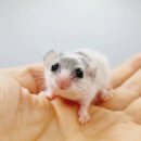 체리쉬펫 이미지