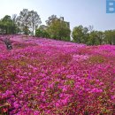 군포 철쭉축제= 봄꽃 축제 이번주 부터 본격 시작 이미지