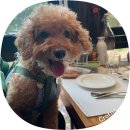 왈왈상점 이미지