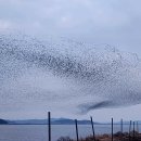 가창오리(Baikal Teal) 군무 이미지