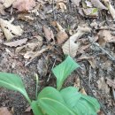 경방농장 | 오지산행후기(1094~95차) 땅두릅+두릅(1박) 2023.04.20(목)~21(금) 1박2일