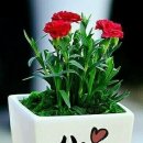 양지-3007 이미지