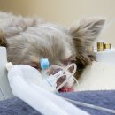 제주온동물병원 이미지