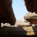 김상만농장 이미지