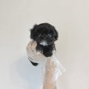 배고픈강아지 | 제발 강아지 여기서 분양 받으세요 강아지무료분양 말티푸무료분양 강아지책임분양 푸들무료분양 말티즈...