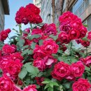 대봉교 교통섬 이미지