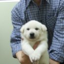 읍내약국 이미지