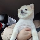 김스애견# 이미지