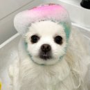 러브썸그루밍샵 이미지