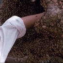 그린토마토 이미지