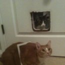 태평천하 이미지