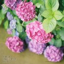 감동푸드 이미지