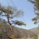 자연인산약초