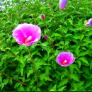 행복의꿈 이미지