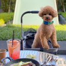 쿠키네 제과점 | 여의도 IFC몰/ 쓰리버즈 애견동반식당 테라스 후기