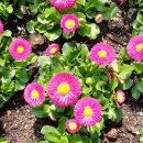 신암초교 이미지