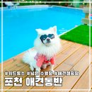 위드독스 | 경기도 포천 강아지 수영장 애견동반 캠핑장 위드독스