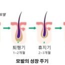 모방과모반