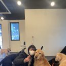 더독 | [성남] 대형 애견카페 추천 - 더독