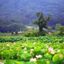 울미연꽃마을 이미지