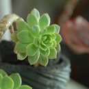 에스라인 이미지