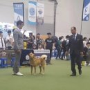왈가왈부애견 이미지
