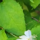 나무향기 이미지