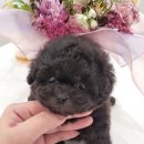 김해 강아지분양 베베몽 이미지