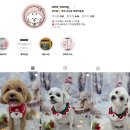 소안로 | [부천 소사본동 애견미용] 가위컷·1:1 교감미용 전문 ‘큐티몽’ 첫 방문 후기