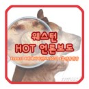 강아지와 산책 이미지