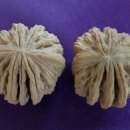 귀족호도 이미지