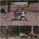 우농타조농장 이미지