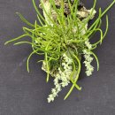 Capanemia superflua 카파네미아 수페르플루아 이미지