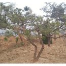 푸른조경 이미지