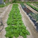 장암농장 이미지