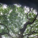 지리산큰나무 이미지