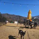소노펫 비발디파크 다녀왔어요! 강아지가 좋아할 완벽한 힐링 여행 (+ 애견 조명 꿀팁)