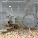 골든햄스터 분양 탬펫 충남아산점 이미지