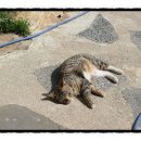 티라게스트하우스 이미지