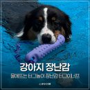강아지 수영 필수템 강아지 터그놀이 장난감 추천 터그이너프