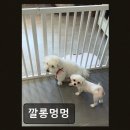 깔롱멍멍 네이버블로그