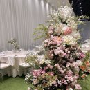 다르미앙 이미지