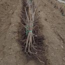 용준농장 이미지