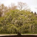 사과꽃 향기는 바람 이미지