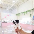 은아 펫 타운 이미지