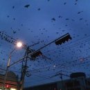 환술