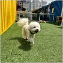 털로덮인 친구들 커먼그라운드점 | 강아지 유치원 입학 설명회 진행 ❗ [서울 / 성수 / 건대 애견 유치원 털로덮인친구들 커먼그라운드점]